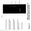 Fig. 05 - Detection and typing of human papillomavirus using PNA probes