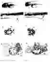 Fig. 02 - Methods for diagnosing and treating diseases and conditions of the digestive system and cancer