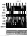 Fig. 03 - Method and nucleic acids for the analysis of a lung cell proliferative disorder