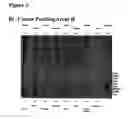 Fig. 05 - Novel polynucleotide and polypeptide sequences and uses thereof