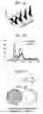 Fig. 02 - Reagents and methods for identifying and modulating expression of tumor senescence genes
