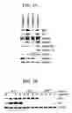 Fig. 04 - Reagents and methods for identifying and modulating expression of tumor senescence genes