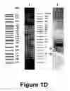 Fig. 05 - Identification and characterization of racemases, definition of protein signatures, and a test for detecting D-amino acid and for screening molecules capable of inhibiting the activity of racemase, especially proline racemase