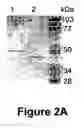 Fig. 06 - Identification and characterization of racemases, definition of protein signatures, and a test for detecting D-amino acid and for screening molecules capable of inhibiting the activity of racemase, especially proline racemase