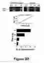 Fig. 09 - Identification and characterization of racemases, definition of protein signatures, and a test for detecting D-amino acid and for screening molecules capable of inhibiting the activity of racemase, especially proline racemase