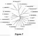 Fig. 16 - Identification and characterization of racemases, definition of protein signatures, and a test for detecting D-amino acid and for screening molecules capable of inhibiting the activity of racemase, especially proline racemase