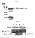 Fig. 02 - Ddr2 protein with activated kinase activity and preparation method thereof