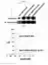 Fig. 05 - Ddr2 protein with activated kinase activity and preparation method thereof