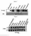 Fig. 07 - Ddr2 protein with activated kinase activity and preparation method thereof