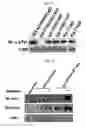 Fig. 08 - Ddr2 protein with activated kinase activity and preparation method thereof