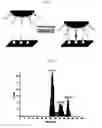 Fig. 06 - BIOMOLECULE INTERACTION USING ATOMIC FORCE MICROSCOPE