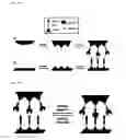 Fig. 13 - BIOMOLECULE INTERACTION USING ATOMIC FORCE MICROSCOPE
