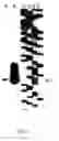 Fig. 04 - Promoter sequences and the use thereof