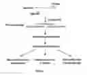Fig. 02 - Molecular libraries