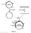 Fig. 05 - Molecular libraries