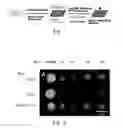 Fig. 02 - FLUORESCENT DYES, METHODS AND USES THEREOF