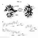Fig. 12 - Photoreactive regulator of protein function and methods of use thereof
