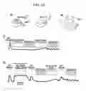 Fig. 15 - Photoreactive regulator of protein function and methods of use thereof