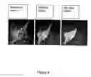 Fig. 05 - Methods for identifying compounds interacting with small membrane-bound gtp-ases