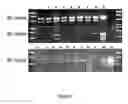 Fig. 06 - Methods for identifying compounds interacting with small membrane-bound gtp-ases