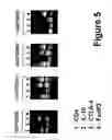 Fig. 06 - Methods for the identification and preparation of regulator/suppressor t lymphocytes, compositions and use thereof