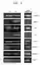 Fig. 05 - BREAST CANCER RELATED PROTEIN, GENE ENCODING THE SAME, AND METHOD OF DIAGNOSING BREAST CANCER USING THE PROTEIN AND GENE