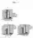 Fig. 06 - BREAST CANCER RELATED PROTEIN, GENE ENCODING THE SAME, AND METHOD OF DIAGNOSING BREAST CANCER USING THE PROTEIN AND GENE