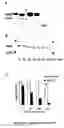 Fig. 08 - Pknb kinase and pstp phosphatase and methods of identifying inhibitory substances