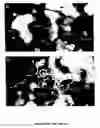 Fig. 10 - Pknb kinase and pstp phosphatase and methods of identifying inhibitory substances