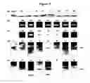 Fig. 10 - Methods for generating analogs of coenzyme A
