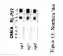 Fig. 14 - Isolated polypeptide having arabinofuranosidase activity