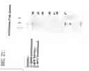 Fig. 23 - Isolated polypeptide having arabinofuranosidase activity
