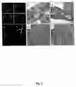 Fig. 03 - Chimeric empty capsids of the infectious bursal disease viruse (ibdv), obtainment process and applications