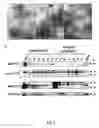 Fig. 04 - Chimeric empty capsids of the infectious bursal disease viruse (ibdv), obtainment process and applications