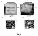 Fig. 05 - Chimeric empty capsids of the infectious bursal disease viruse (ibdv), obtainment process and applications