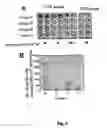 Fig. 07 - Chimeric empty capsids of the infectious bursal disease viruse (ibdv), obtainment process and applications