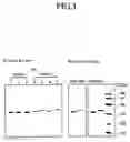 Fig. 02 - Promoters and gene expression method by using the promoters
