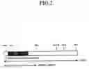 Fig. 03 - Promoters and gene expression method by using the promoters