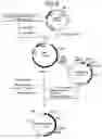 Fig. 09 - Promoters and gene expression method by using the promoters