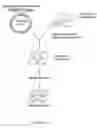 Fig. 02 - Expression system of NELL peptide