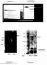 Fig. 06 - Expression system of NELL peptide