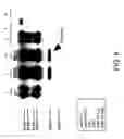 Fig. 07 - Systems of diagnosing cervical cancer