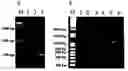 Fig. 01 - Methods to culture circovirus