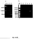 Fig. 02 - Methods to culture circovirus