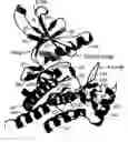 Fig. 01 - Crystal structure of human Janus Kinase 2 (JAK2) and uses thereof