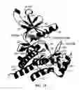 Fig. 02 - Crystal structure of human Janus Kinase 2 (JAK2) and uses thereof