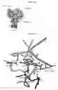 Fig. 06 - Crystal structure of human Janus Kinase 2 (JAK2) and uses thereof