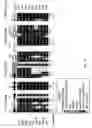 Fig. 07 - Crystal structure of human Janus Kinase 2 (JAK2) and uses thereof