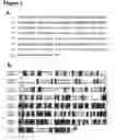 Fig. 02 - Novel protein associated with cell stress response