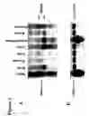 Fig. 06 - Novel protein associated with cell stress response